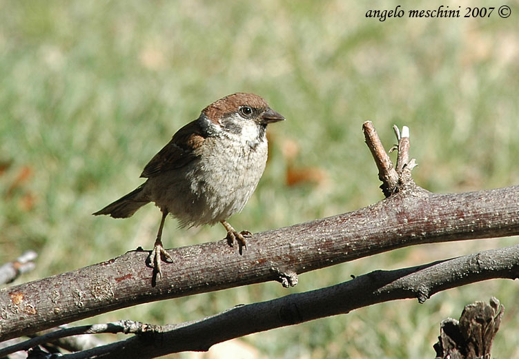 Passera mattugia